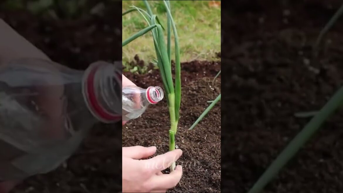 An easy and quick gardening tip! π©βπΎ #shorts An easy and quick gardening tip! π©βπΎ #shorts