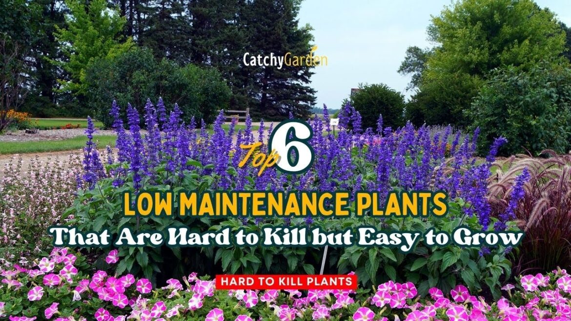 Top 6 Low Maintenance Plants That Are Hard to Kill but Easy to Grow 🌻🌸👍