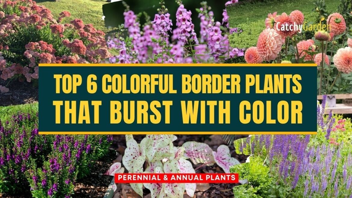 Top 6 Colorful Border Plants that Burst with Color! ๐๏ธ๐๐ผ // Gardening Ideas Top 6 Colorful Border Plants that Burst with Color! ๐๏ธ๐๐ผ // Gardening Ideas