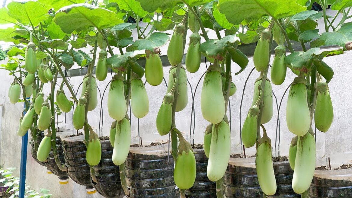 Recycling plastic bottles to grow eggplant, didn't expect the yield to be so high