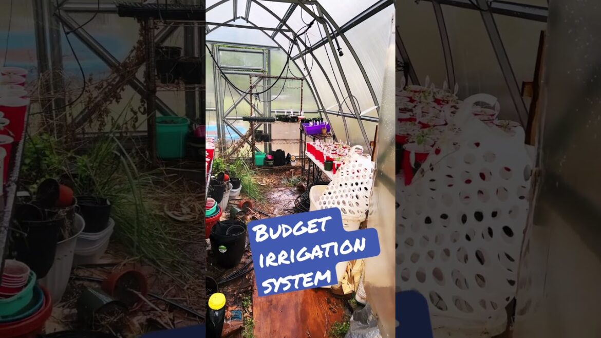 Greenhouse Irrigation On A Budget! #gardening #prepping #garden