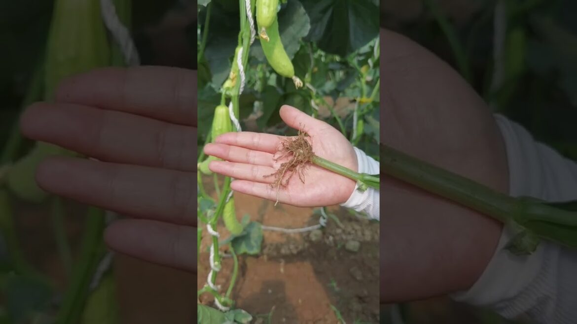 Beautiful Nature Garden Plan Natural life Style Beautiful landscapes Beautiful Nature Garden Plan Natural life Style Beautiful landscapes