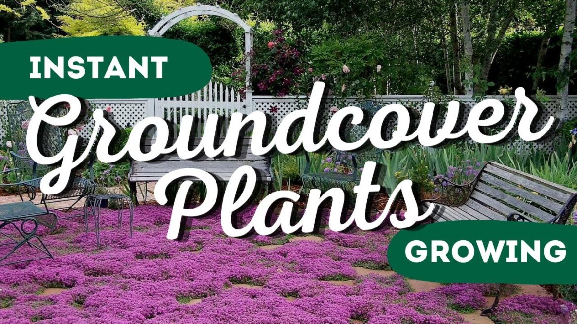Instant Garden Makeover: Top 7 Fast-Growing Ground Covers to Transform Your Yard ✨👍