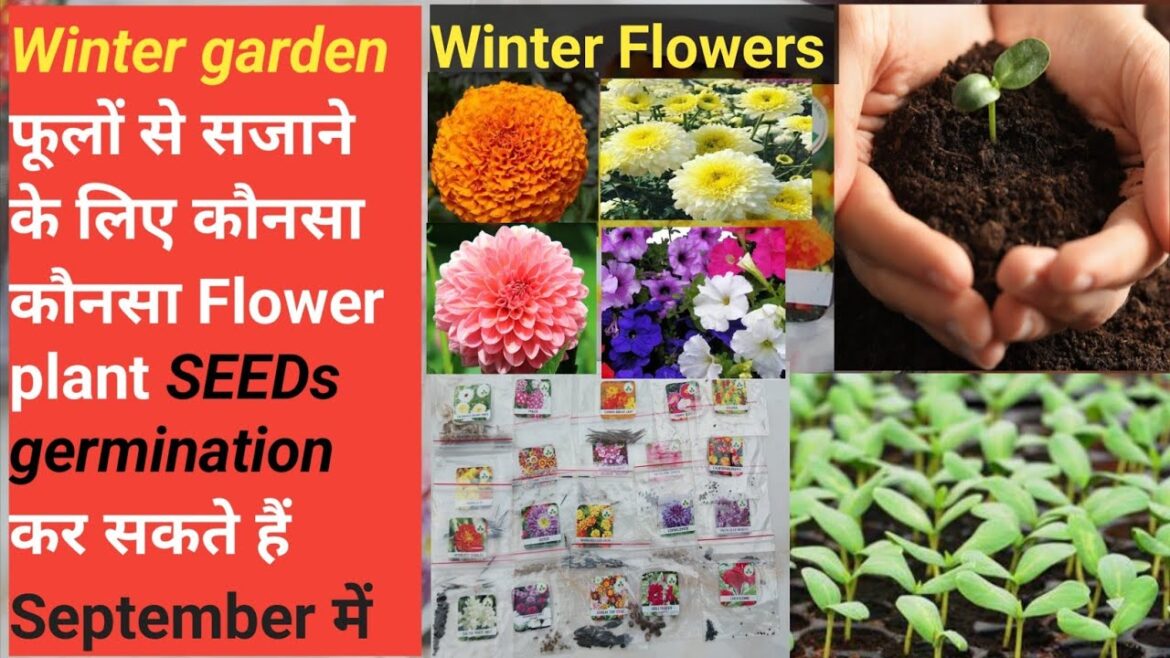 Winter garden फूलों के लिए कौनसा कौनसा Flower plant SEEDs germination कर सकते हैं September में Winter garden फूलों के लिए कौनसा कौनसा Flower plant SEEDs germination कर सकते हैं September में