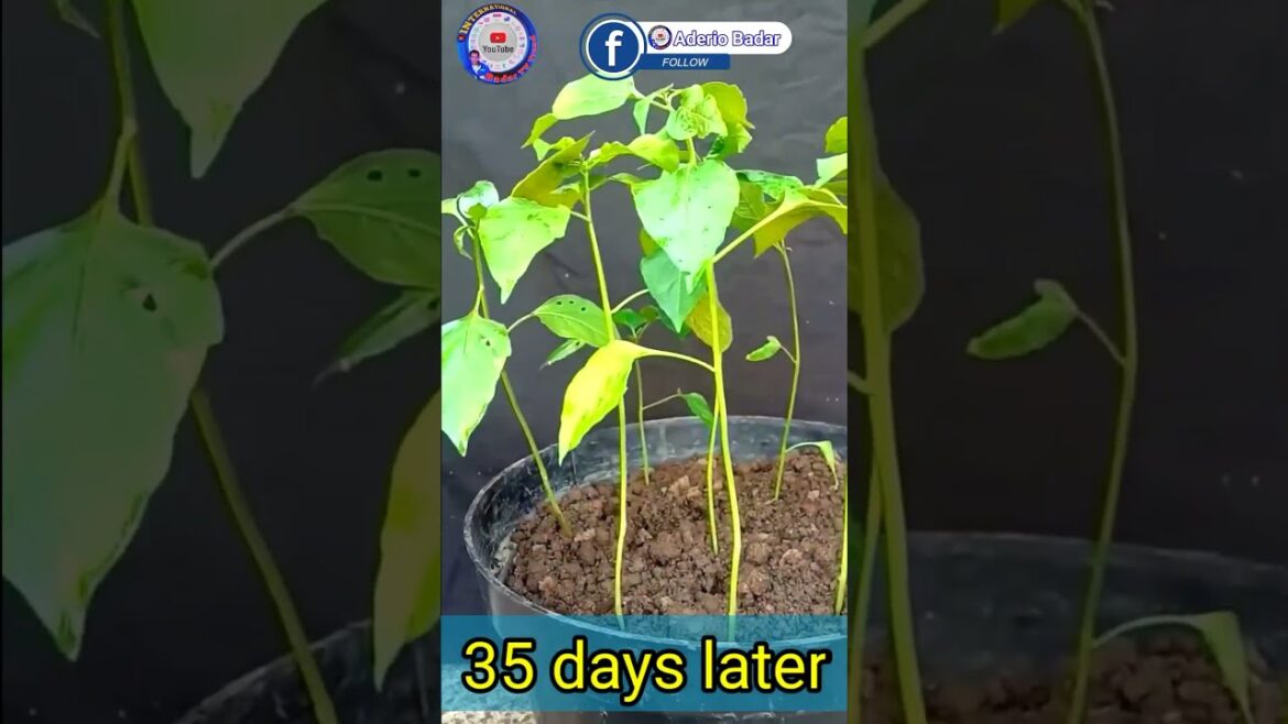 The best method of planting chili from seeds #shortsviral
