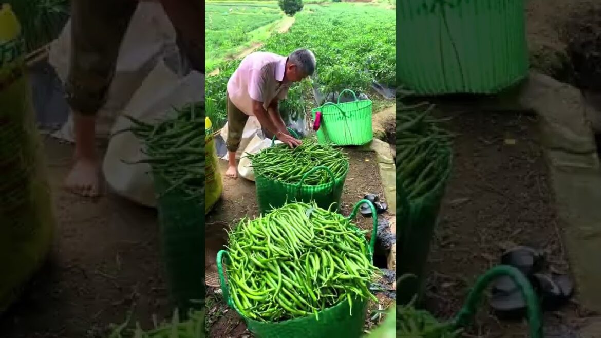 Chili harvest season #shorts #gardener #agriculture