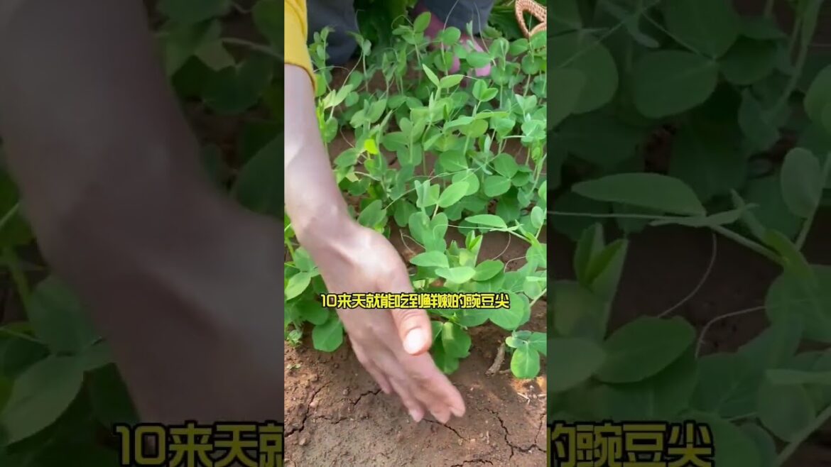 Beautiful Nature Garden Plan Natural life Style Beautiful landscapes