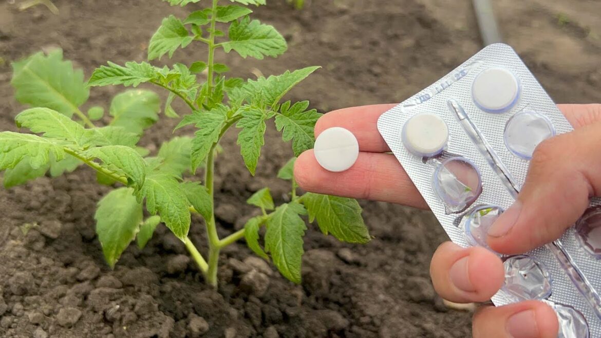 Tomatoes, Cucumbers, Peppers will immediately grow, will not get sick and will give a big harvest