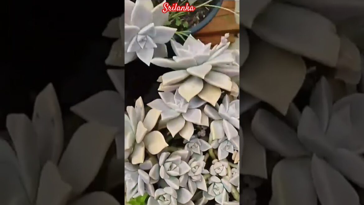 Ghost Flowers I Never Knew Could Thrive in 2023🌸#shorts Ghost Flowers I Never Knew Could Thrive in 2023🌸#shorts