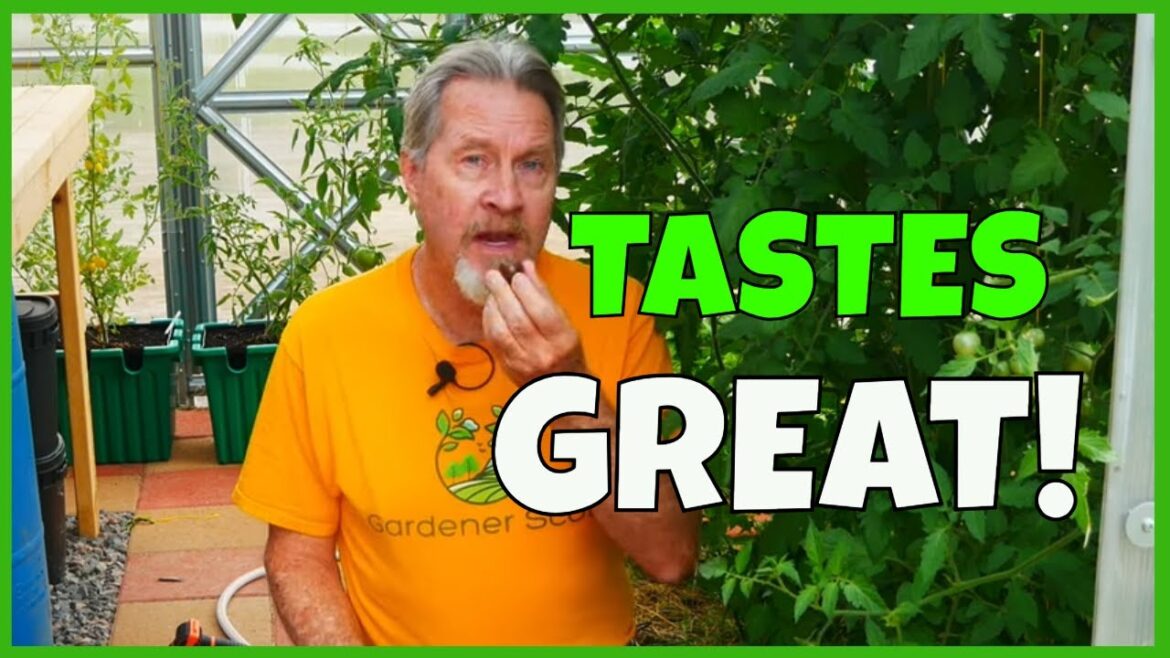 Why Home Garden Tomatoes Taste BETTER Why Home Garden Tomatoes Taste BETTER