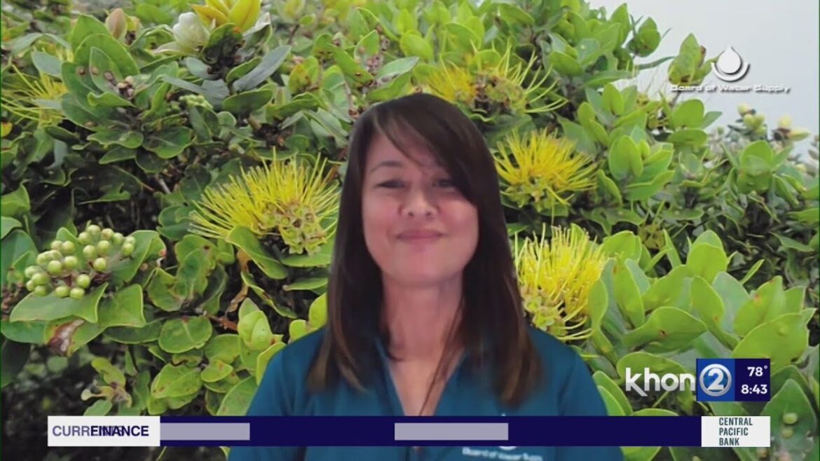 Summer gardening tips with BWS Summer gardening tips with BWS