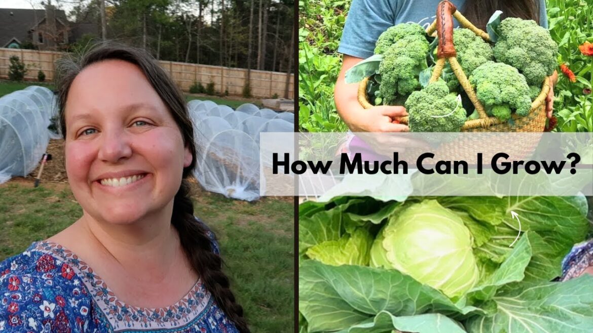 Suburban Front Yard - June Garden Tour