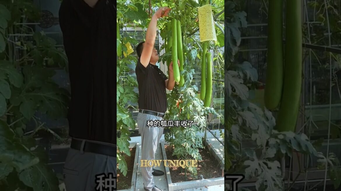 Enjoy beautiful nature with rural life 🍒🍆#shorts#farminggardening tips