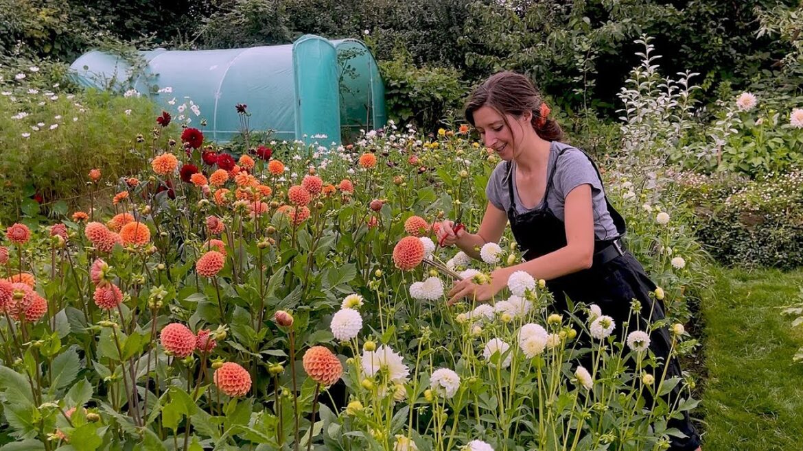 August Allotment Garden Tour 2023