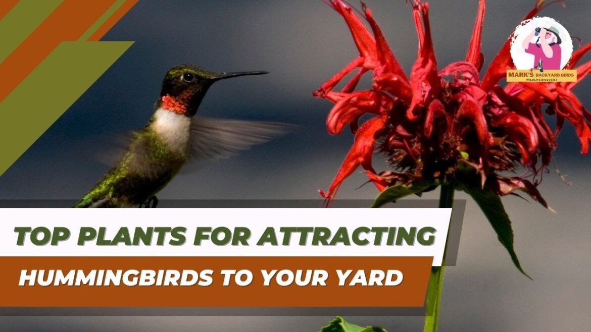 Top Plants For Attracting Hummingbirds Top Plants For Attracting Hummingbirds