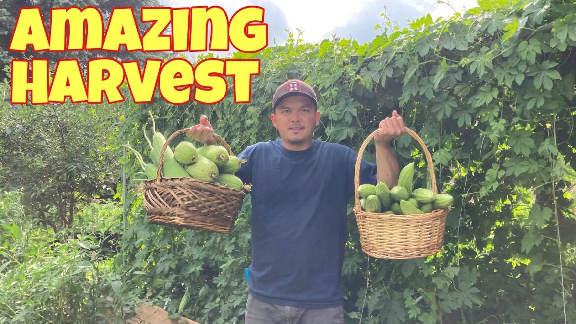 Zone 3 Manitoba Canada organic vegetable garden | Amazing harvest | Life in the garden