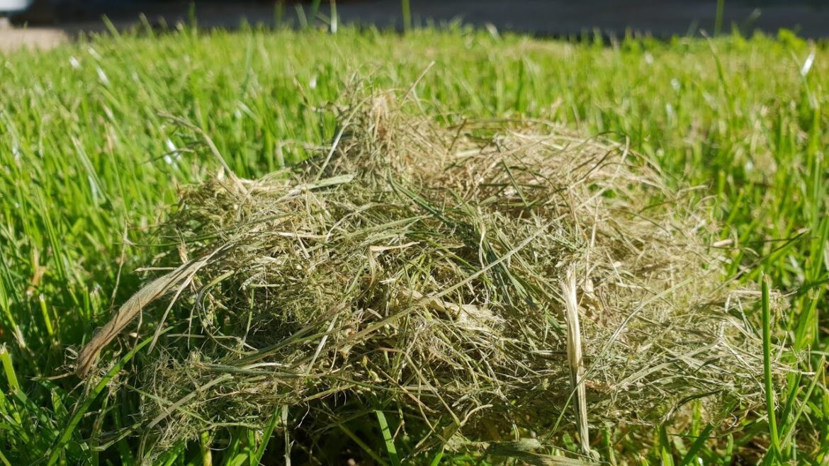 The Dad Gardener episode #40 Using Grass Clippings as mulch! FREE Gardening tip !!!