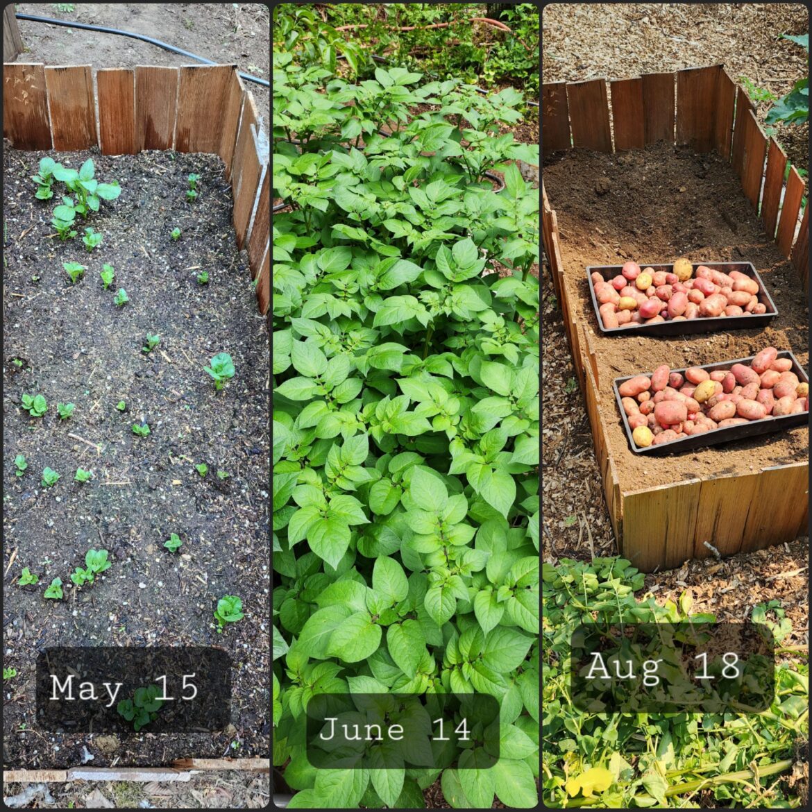 Potato profit = 24 pounds