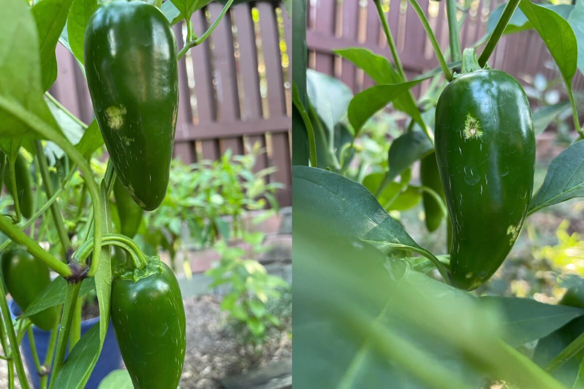 What are these marks