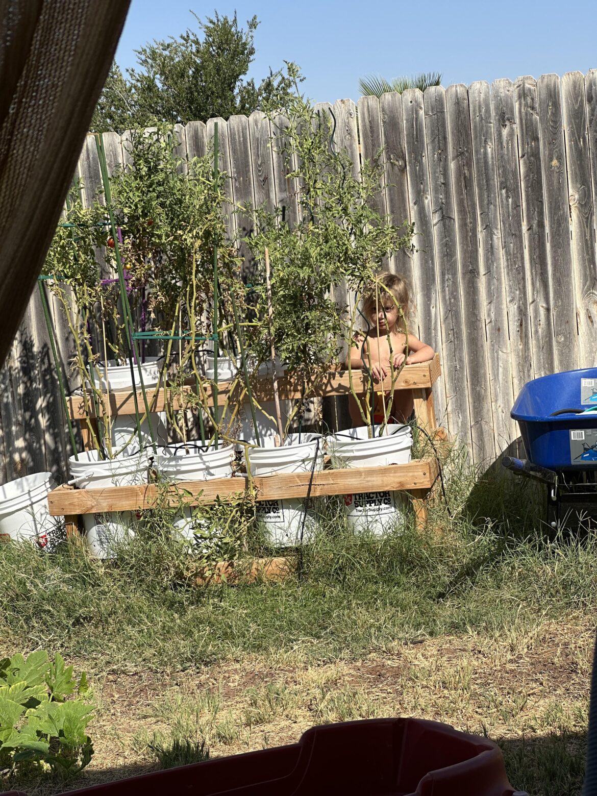 I need some help with this tomato plant on the back right. It’s looking a little brown and yellow. No green to be seen. 🤣🤣