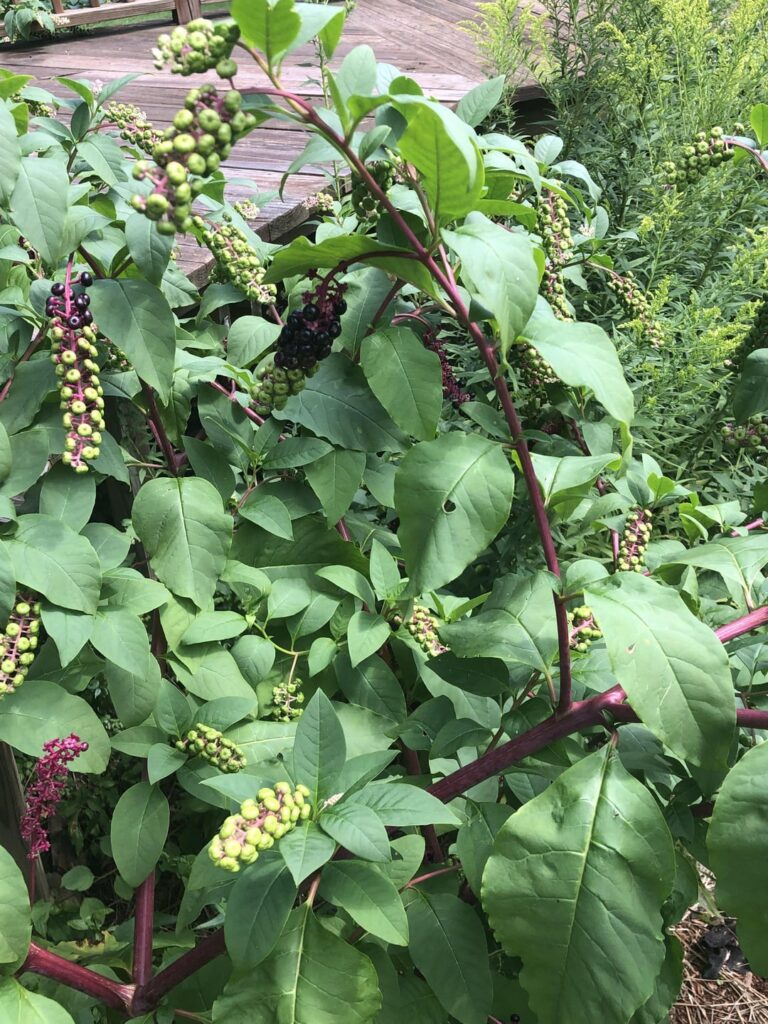 These berries started growing all over my backyard this year, what are they and are they safe to eat? (northeast USA)