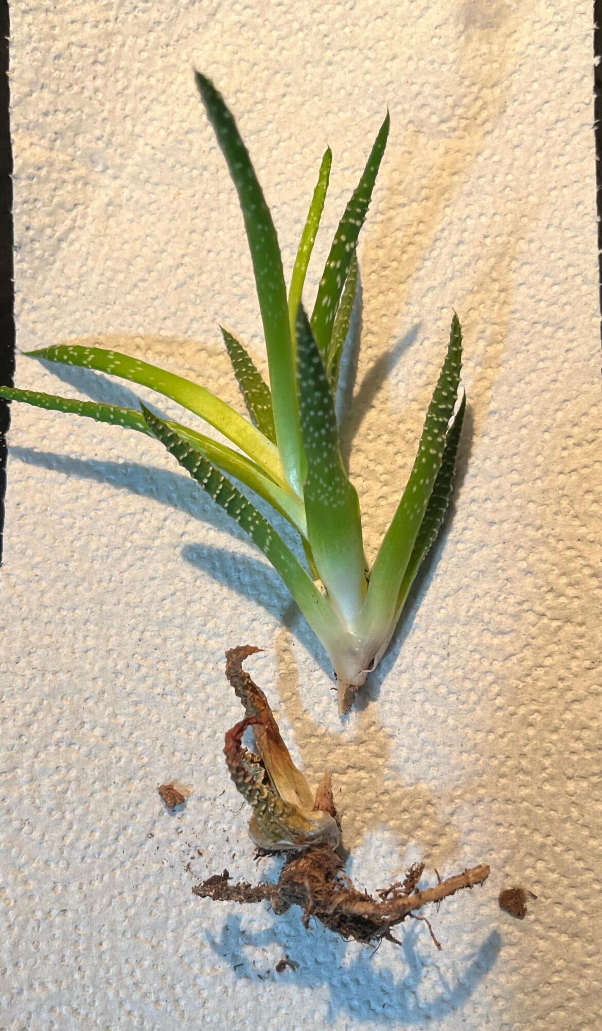 Can I save this baby?