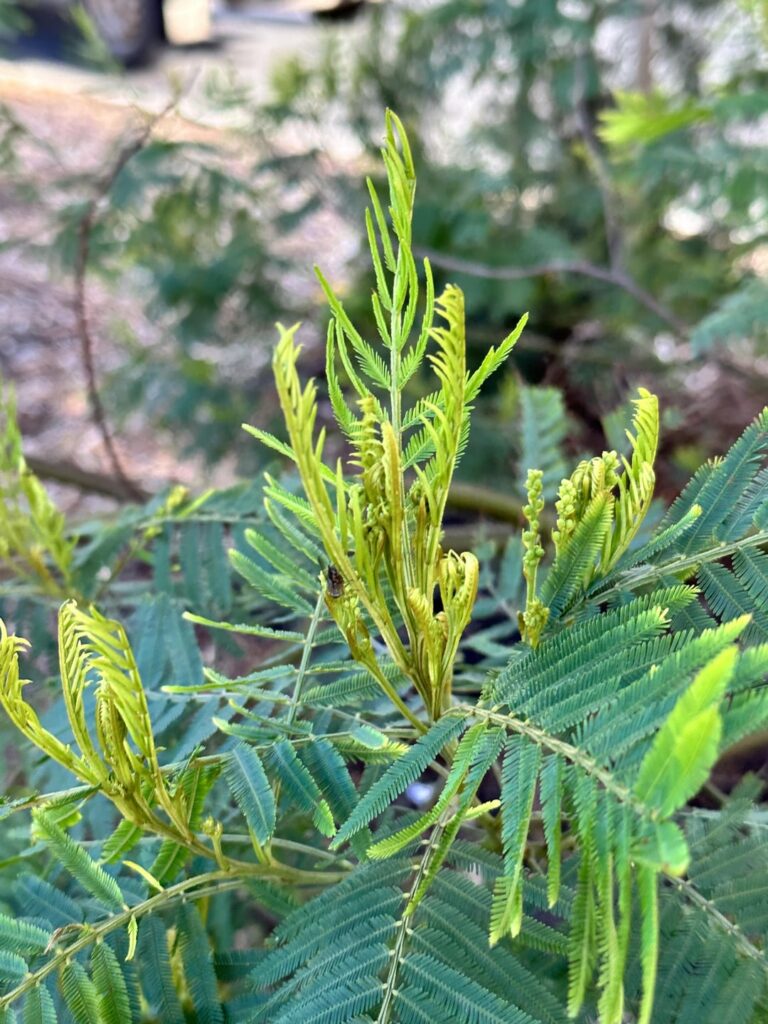Any idea what this is found in south aus