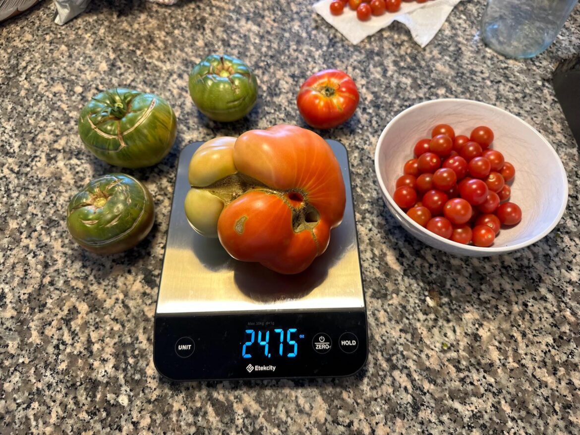 My first 24 ounce tomato!