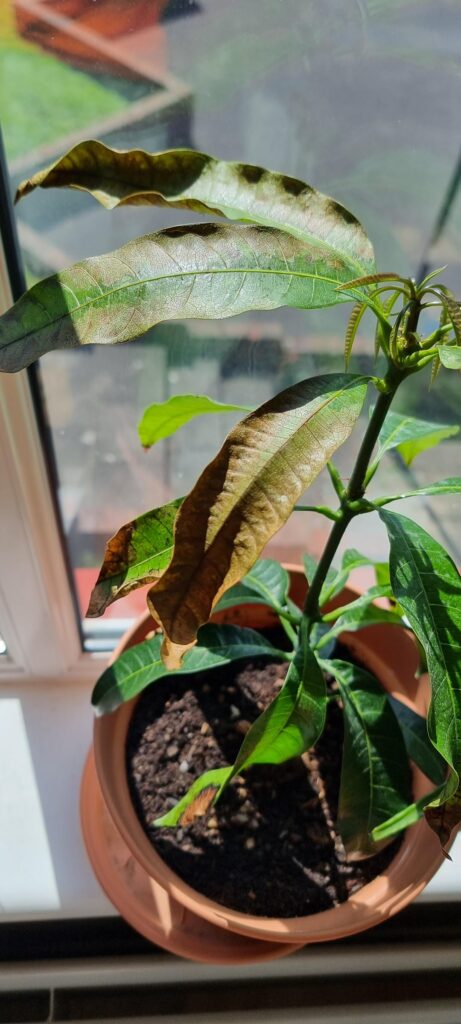 Mango plant sudden dying leaves, has been fine up until roughly 3 weeks ago. Grown from seed in peat free soil. Watered daily. Please help me save it.
