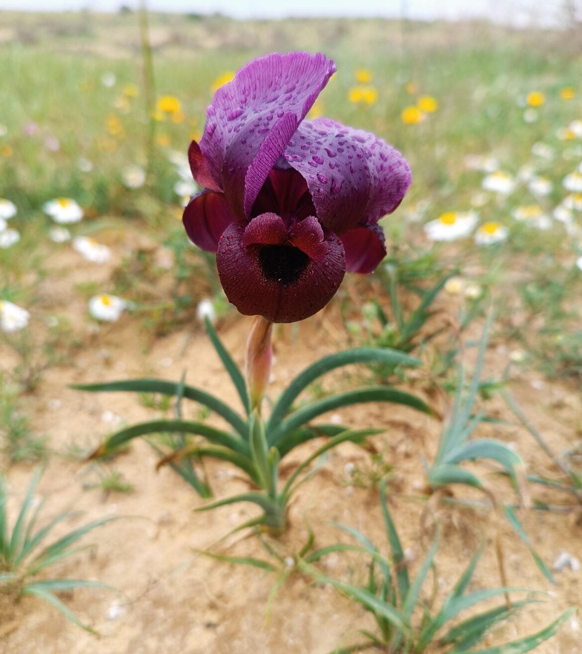 An incredible Iris hieruchamensis photographed by me in the desert on a rainy day this March.