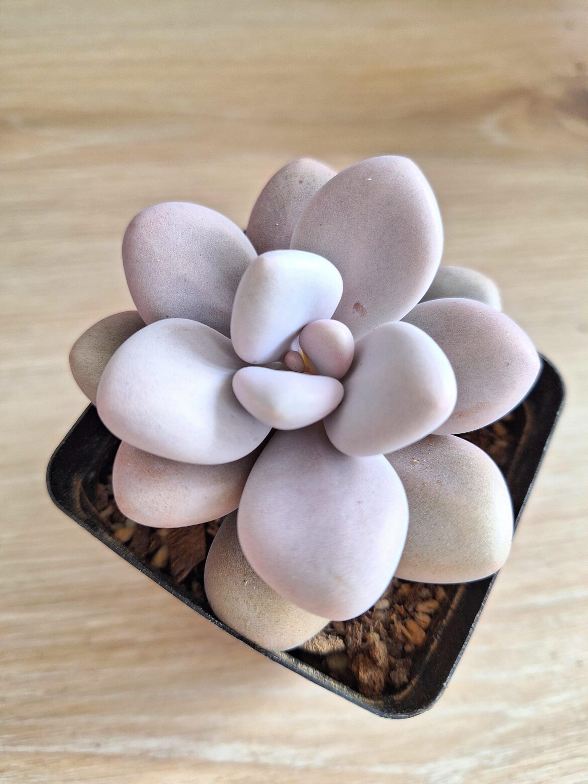 My Graptopetalum amethystinum succulent 'lavender pebbles'🫧