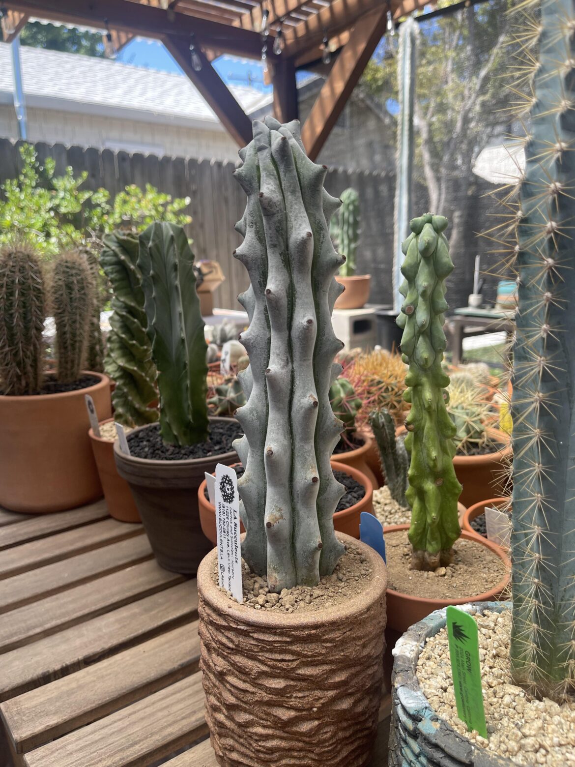 One of my newest additions 🥹