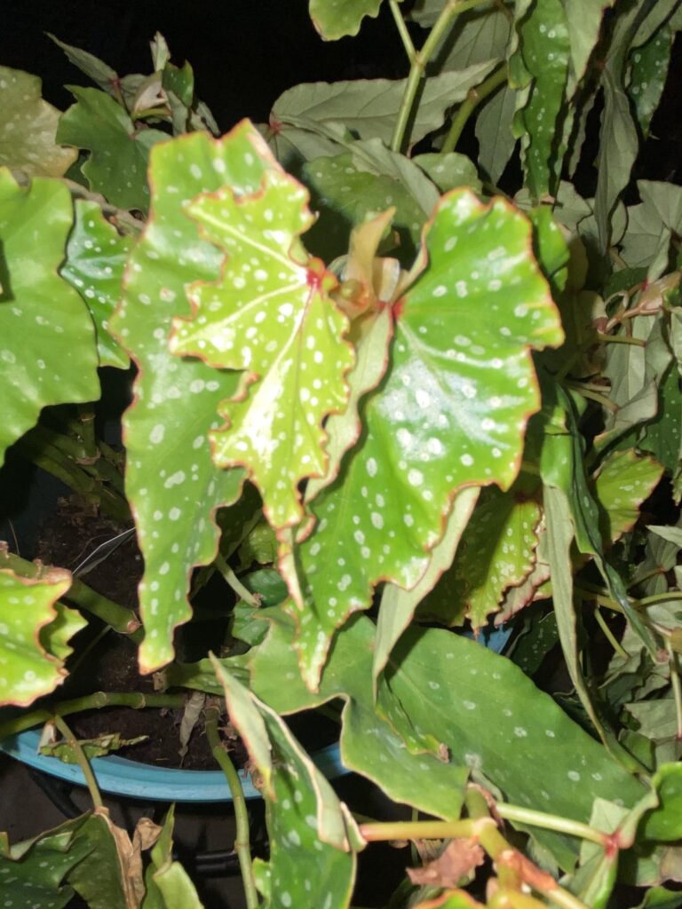 Can anyone name my begonia?