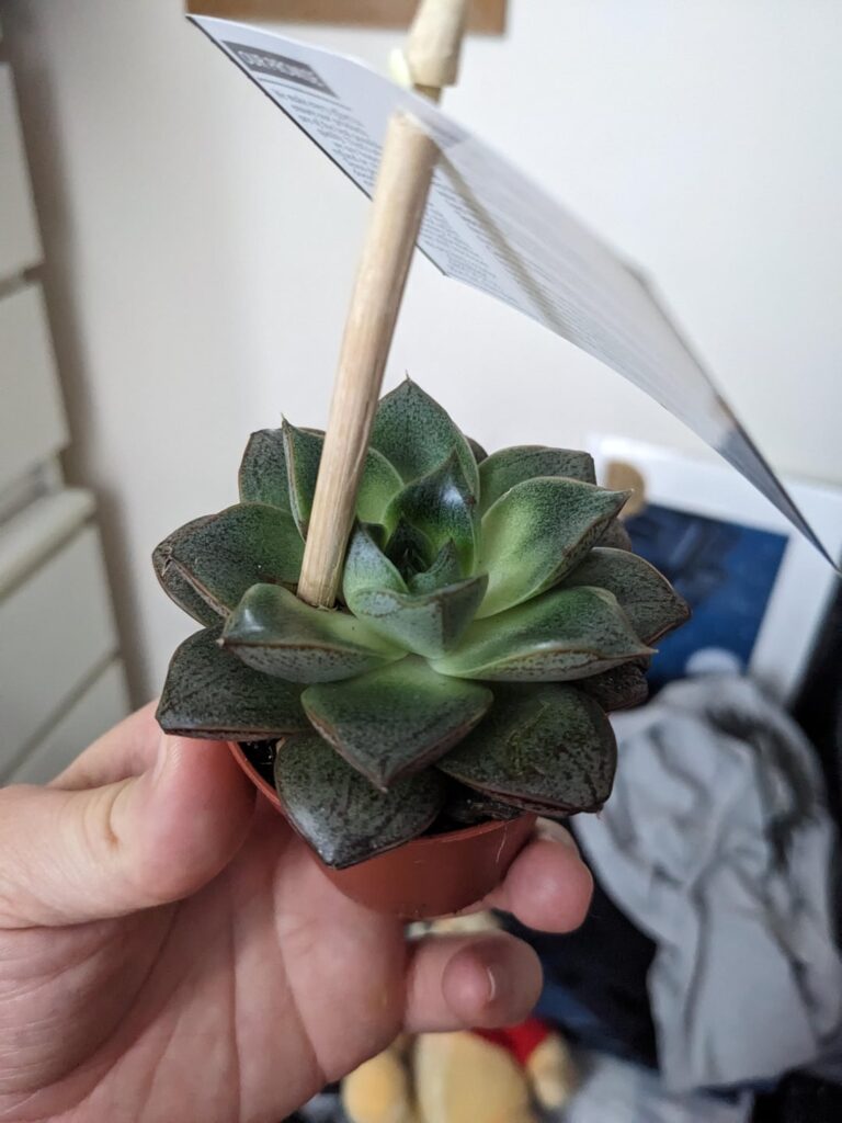 Why would you do this to a poor little plant?!