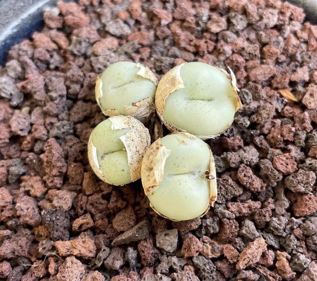 Conophytum are waking up