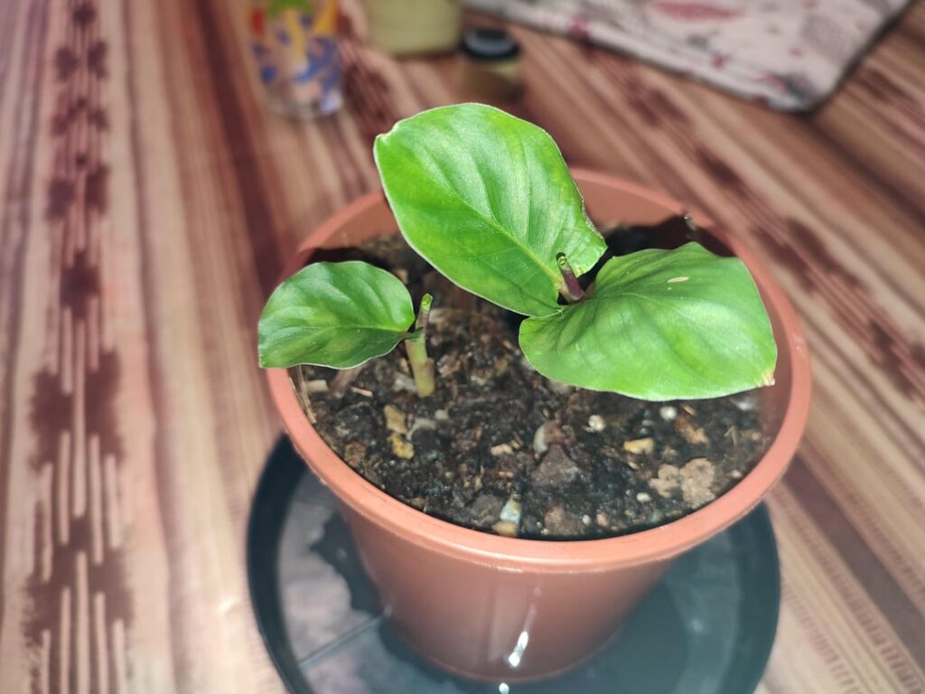 After 1 month and a half! She's growing really fast