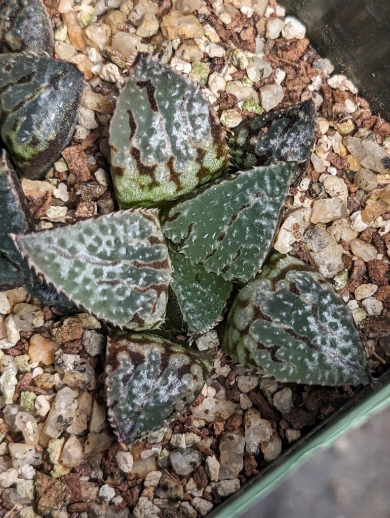 my slowest seedlings to date, but well worth the wait. my slowest seedlings to date, but well worth the wait.