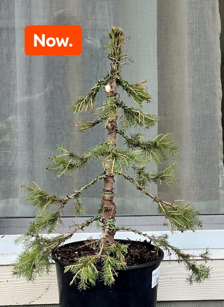 My Alberta Spruce (After Reddit Advice)