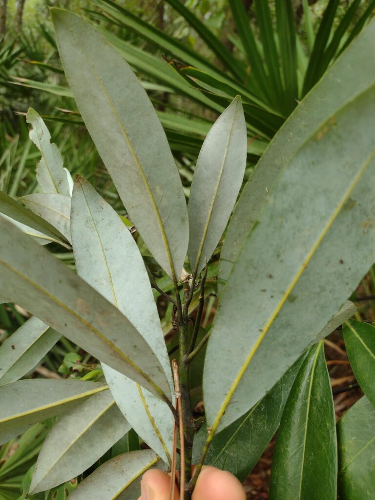 Redbay, Sweetbay, Swampbay Redbay, Sweetbay, Swampbay