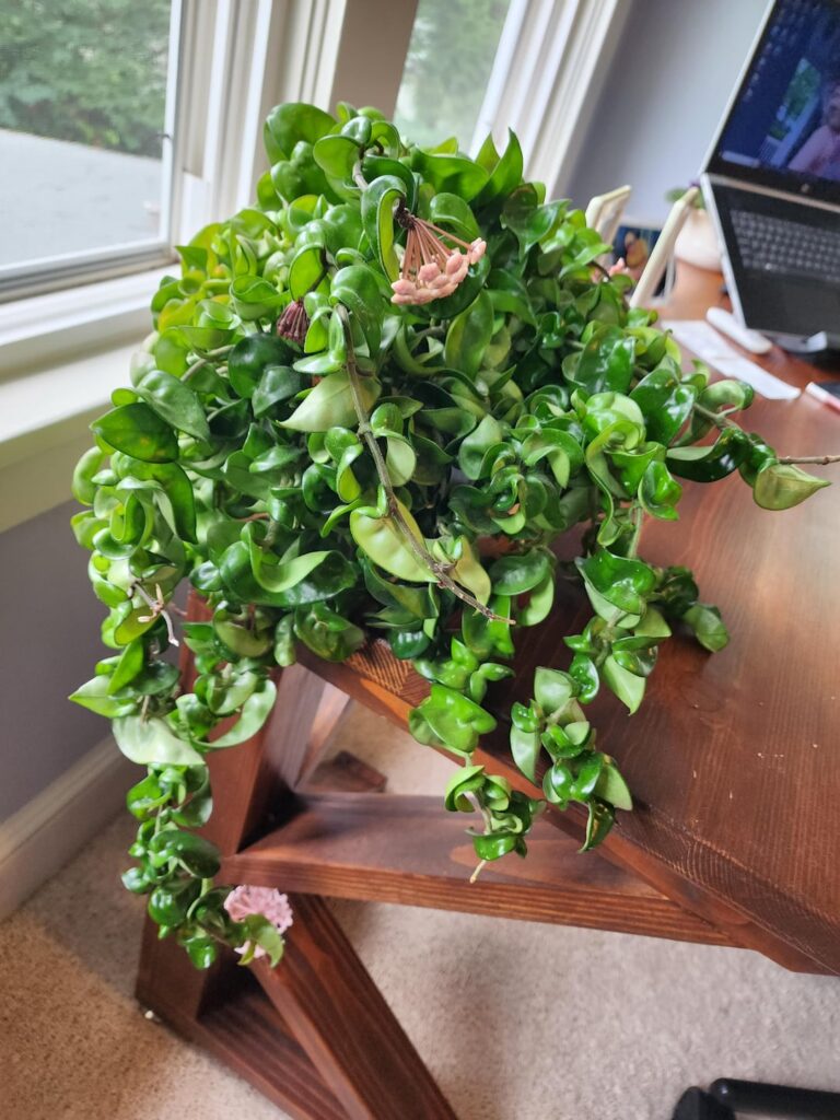 My wife's rope plant has been blooming continuously since the spring. Is this common?