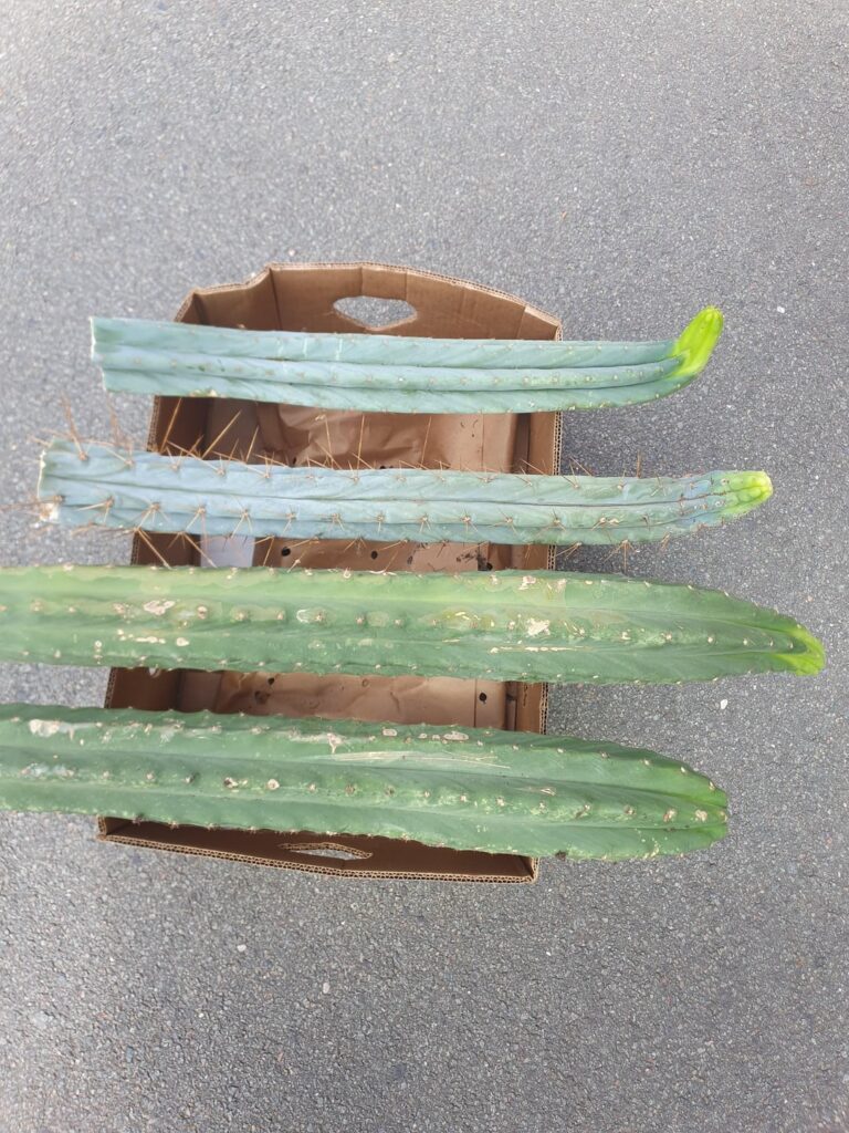 Did I get super lucky at the flea market? Got them for free and they are big!