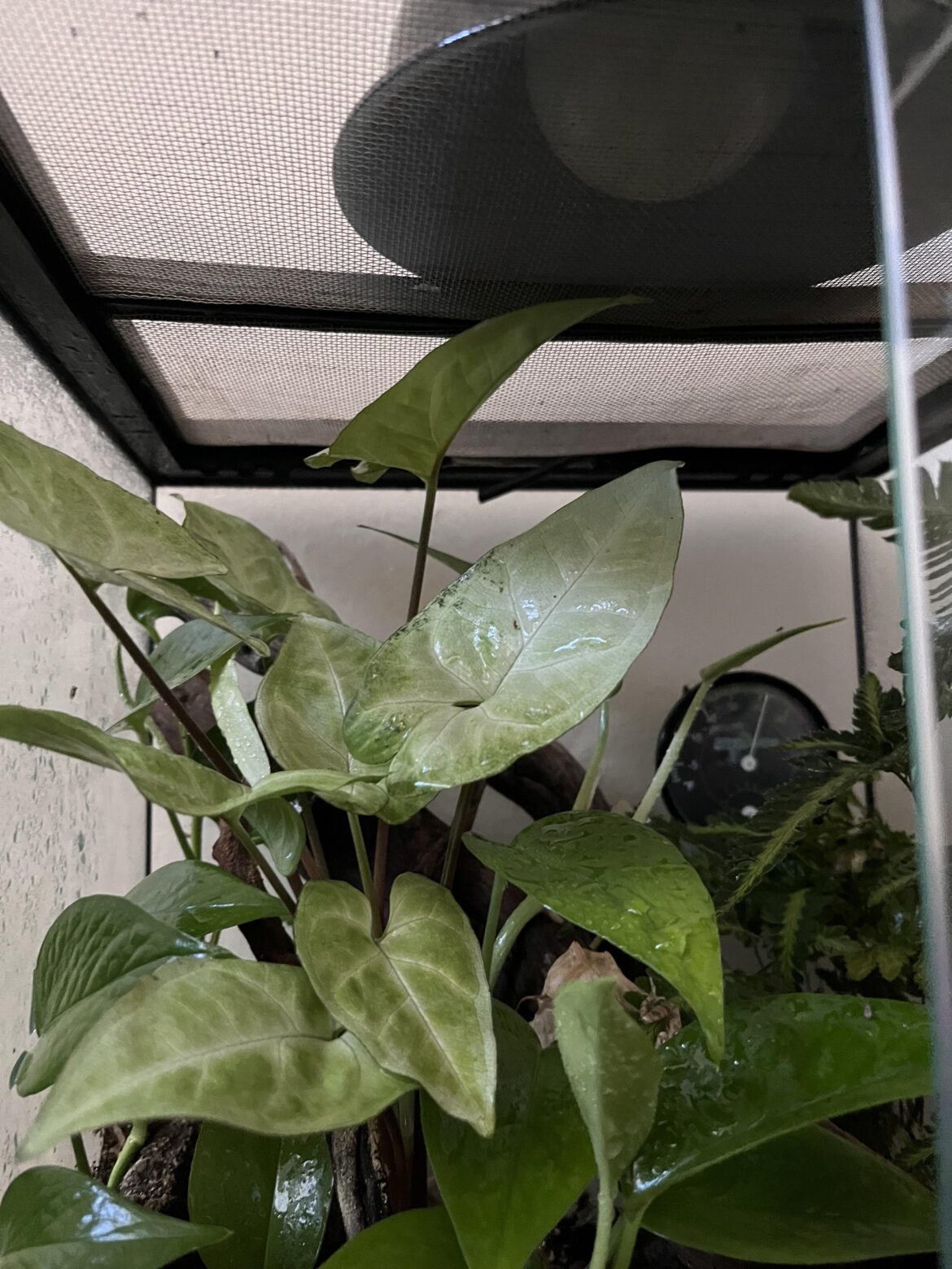 This plant has grown to the top of the vivarium and is reaching the light (LED not heat lamp), should I be concerned about it?