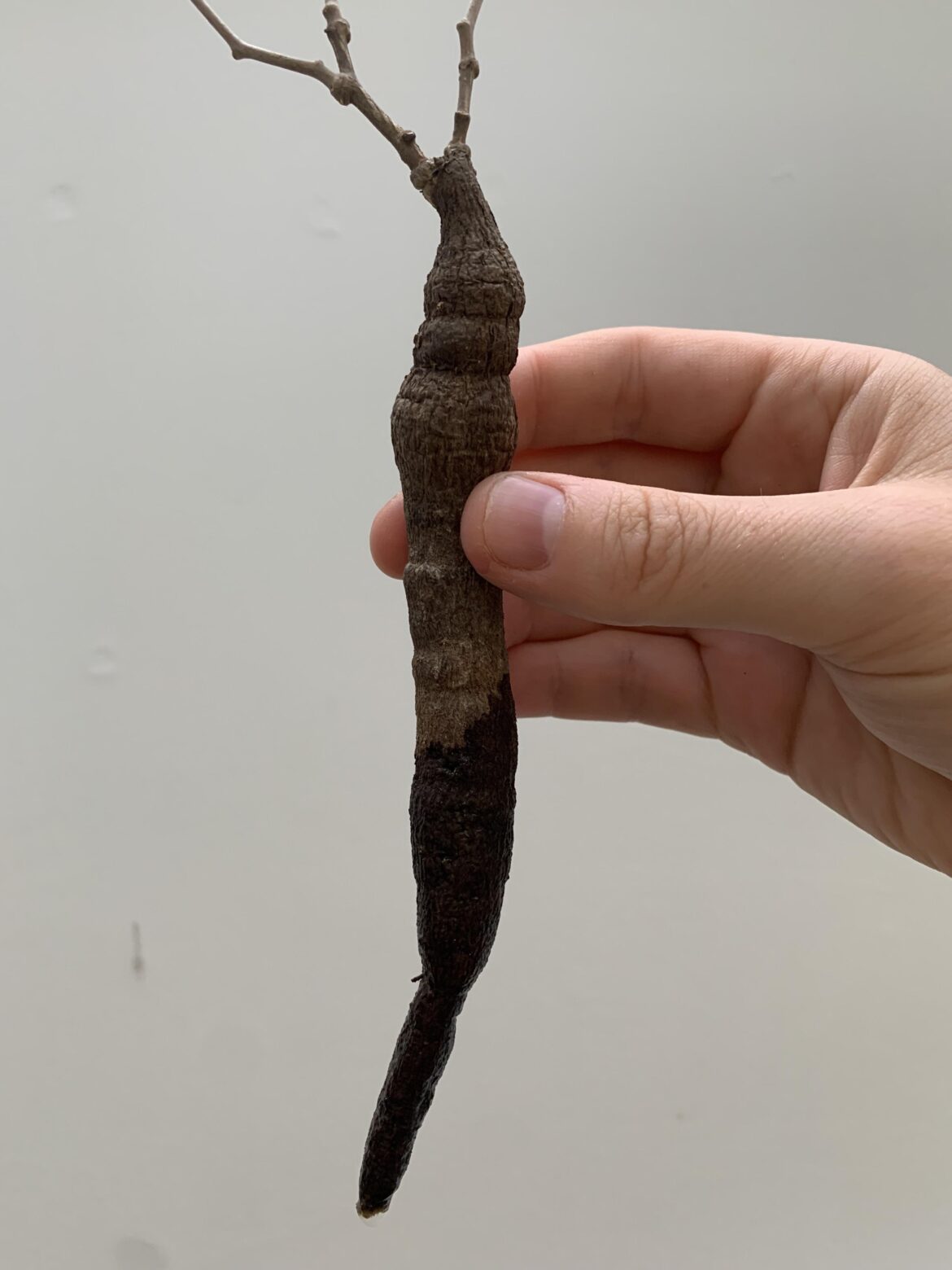 Operculicarya no roots