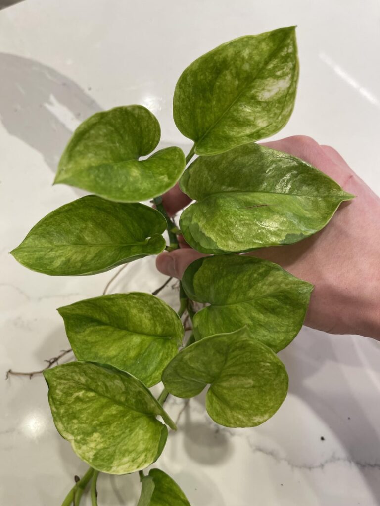 Opinions on this Global Green? Reminds me of a Jessenia