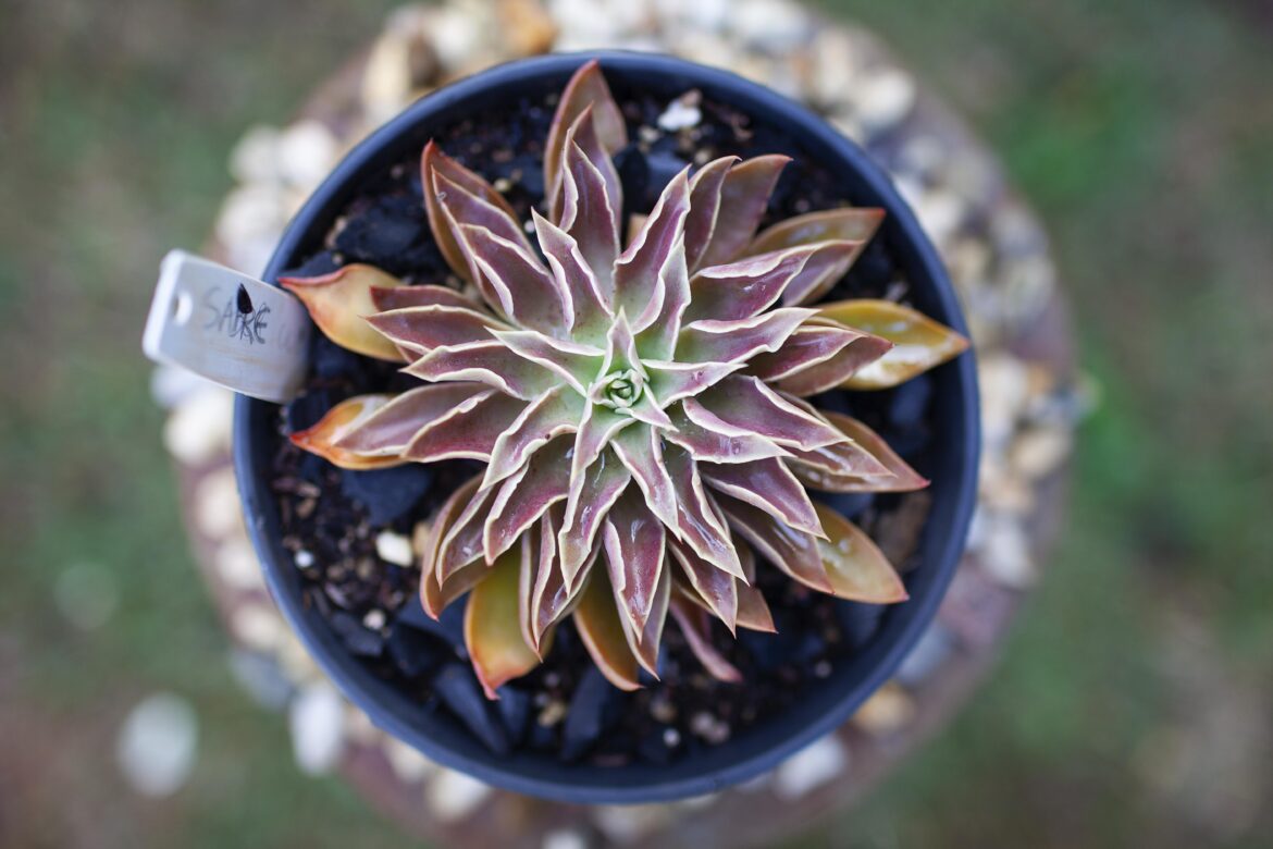 Echeveria Saber Wolf