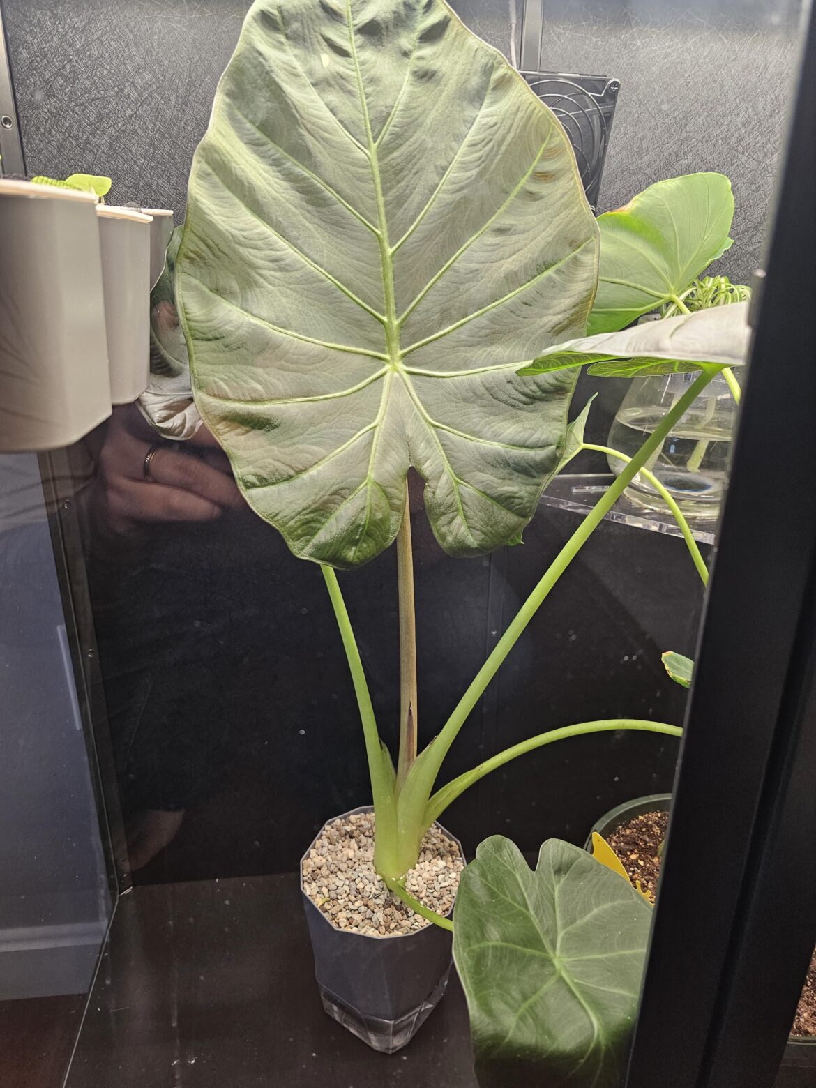 Which size planter? Which size planter?