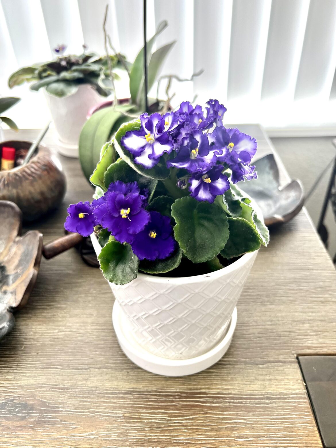 African Violet two color blooms