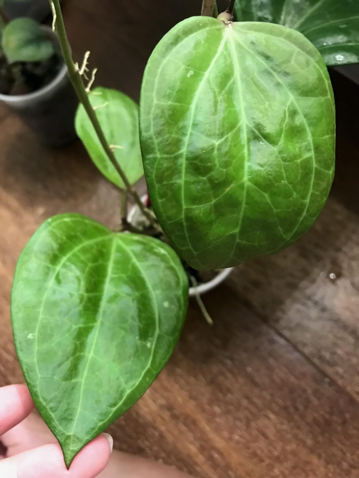 New hoya sarawak leaves