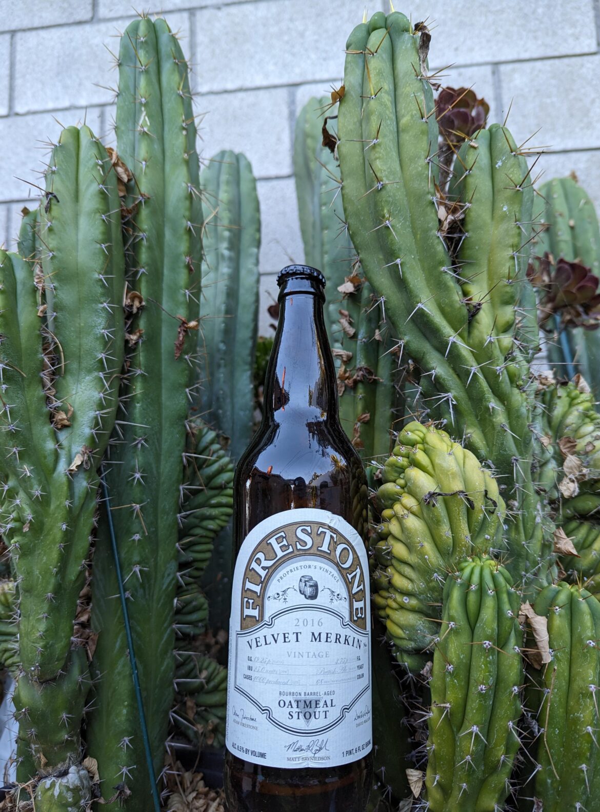 A little late for #cactusandcoffee so I got #succulentsandstouts