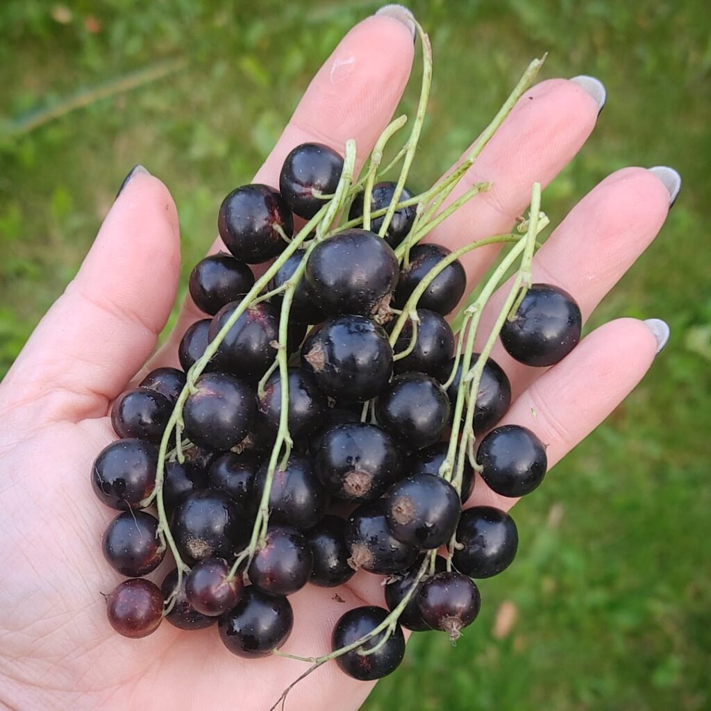 I have a bumper crop of black currants this summer!